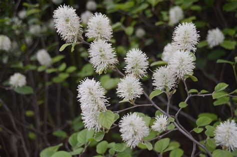 Dwarf Fothergilla - #1 Container - Grimm's Gardens