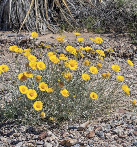 4 Enchanting Desert Flowers That Thrive in Late Summer - Phoenix Home ...