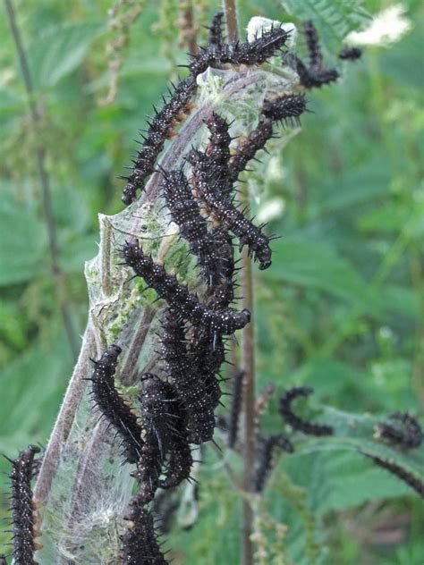 Spiky Black Caterpillars by fuguestock on DeviantArt