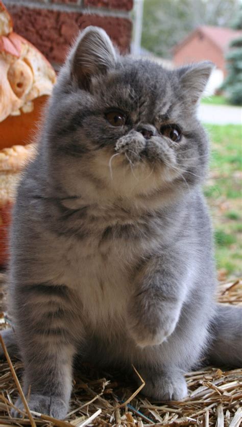 Exotic Shorthair Persian Cat Types - Pets Lovers