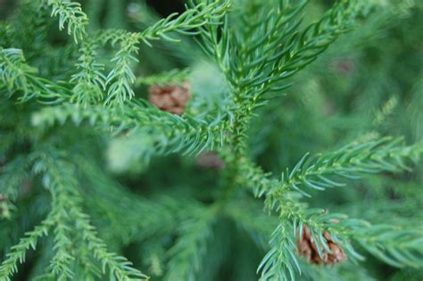 Cryptomeria japonica | treesandshrubs2