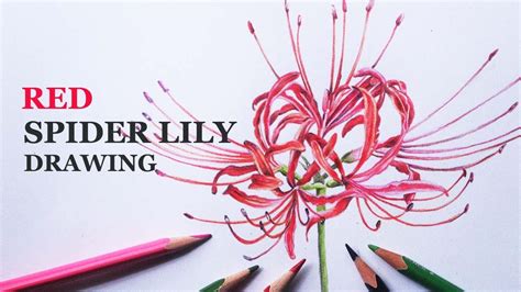 Red Spider Lily drawing | Drawing in color pencils | Flower drawing ...