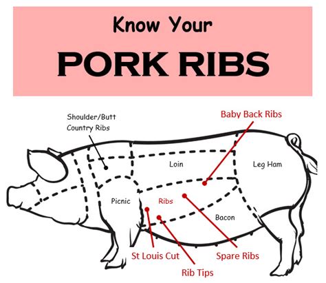 Types Of Ribs Anatomy