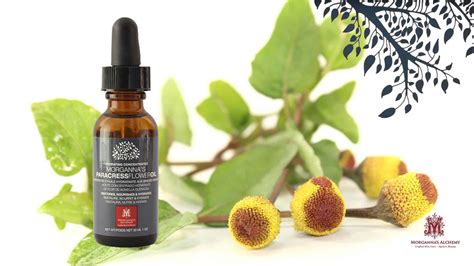 Firming and tightening your jawline with Powerful Paracress flower oil ...