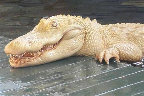 Look: Albino alligator draws attention at Gatorland and on social media ...