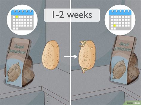 How to Plant Potatoes from Seed: 2 Easy Ways