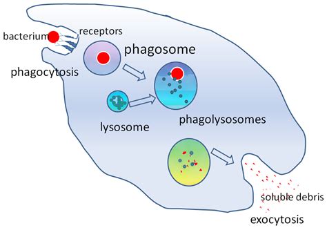 File:Phagocytosis2.png - Wikimedia Commons