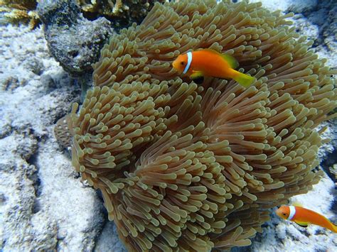 Free Images : underwater, orange, tropical, fauna, coral reef ...