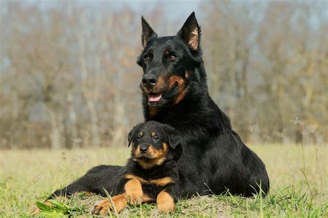 How To Choose The Right Protection Dog For Your Family And Lifestyle ...