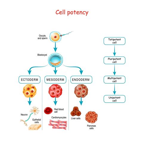 Unipotent Stem Cells Definition