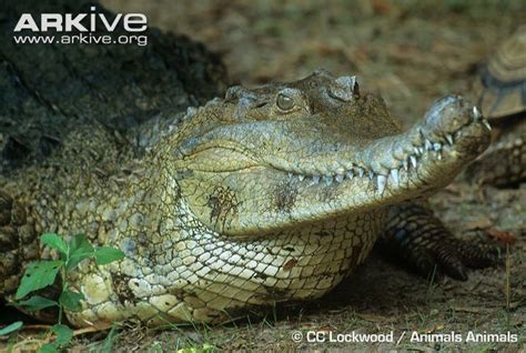 Slender snouted crocodile - Alchetron, the free social encyclopedia