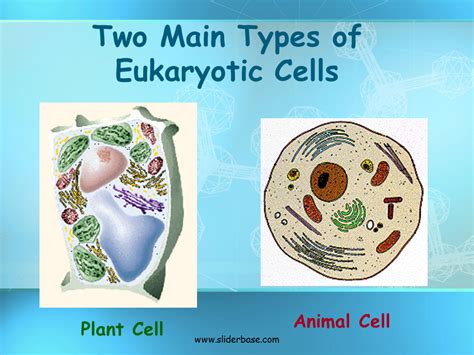 Basic Structure of a Cell - Presentation Biology