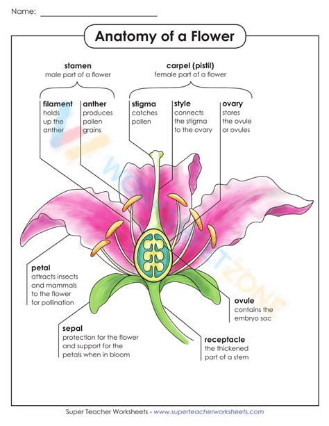 Anatomy Of A Flower Worksheet