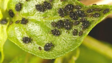 Black Aphids ― Identification, Control and Prevention