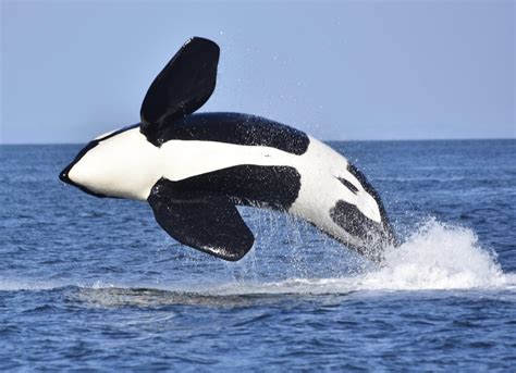 This male Bigg’s Killer Whale breaching in the Strait of Georgia : r ...