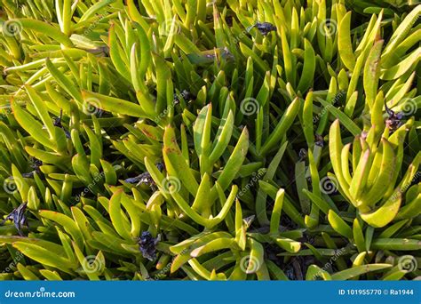 Green Grass of Cyprus. Close-up Stock Photo - Image of road, plants ...