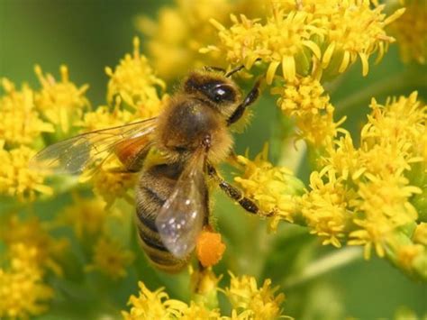 Honey bee species || BeeKeeping