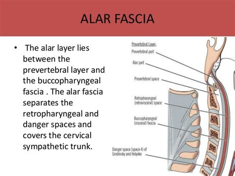 cervical fascia