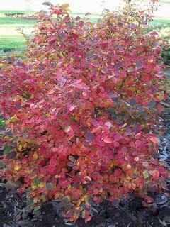 Fothergilla Mt Airy landscape fall - Blue Heron Nursery