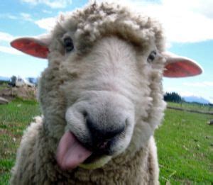 Funny Sheep: Animal Antics