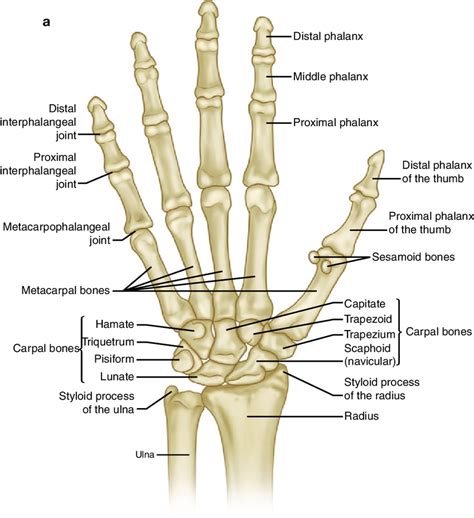 2 (a) Normal osseous anatomy of the hand. (b) PA of normal bilateral ...