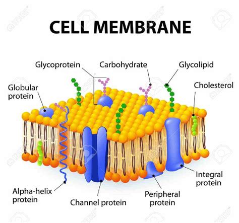 Glycoproteins In The Cell Membrane | MedicineBTG.com