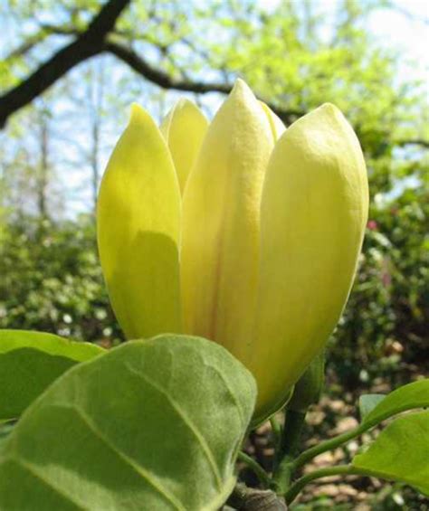 Yellow Bird magnolia - Sacramento Tree Foundation