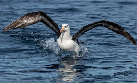 Albatross - A-Z Animals