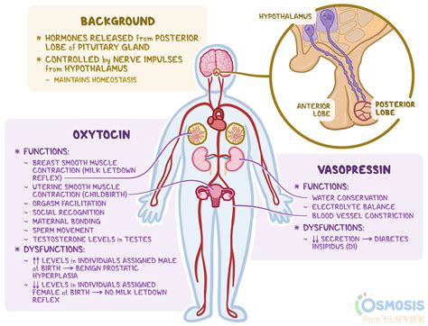 Pituitary Gland Hormones List