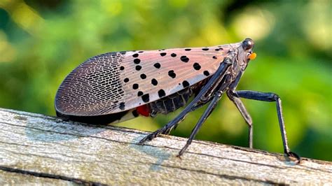 Spotted lanternfly spreading in New York state | Cornell Chronicle