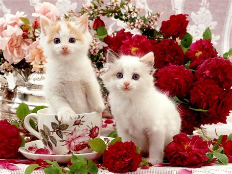 Cute White Cat Wallpapers For Desktop - Wallpaper Cave