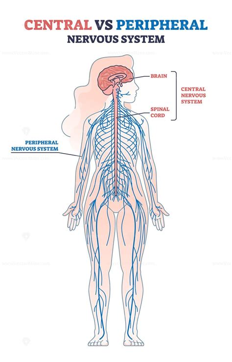 Central vs peripheral nervous system anatomy comparison outline diagram ...