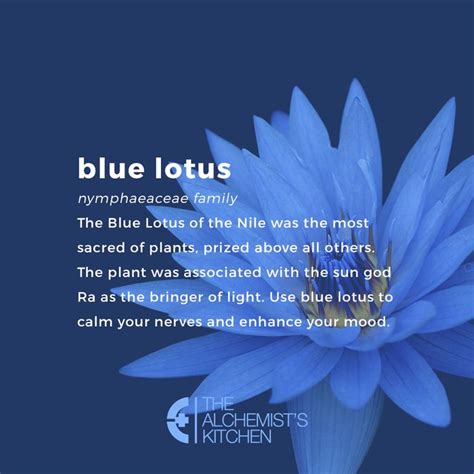 Blue Lotus: Flower of Intuitive Ascension - The Alchemist's Kitchen ...