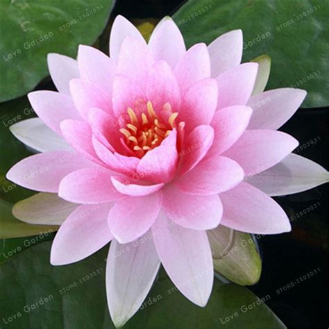 Exotic Water Lily Seeds Aquatic Blooms Pack | Lirios flores, Flores ...