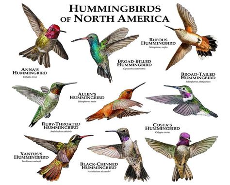 hummingbirds | Beautiful birds, Pet birds, Bird