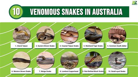 25 Types of Venomous Snakes Found in Australia – Nature Blog Network