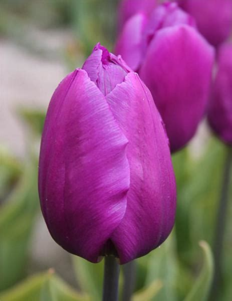 Tulip Purple Flag - Anglia Bulb Company