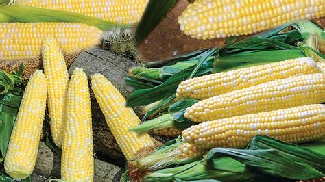 19 Great Sweet Corn Varieties to Grow - Growing Produce