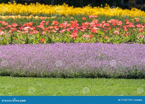 Colorful Poppy Field White Yellow Orange Stock Photo - Image of summer ...