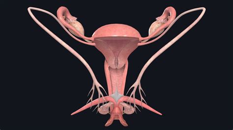 Female Reproductive Anatomy