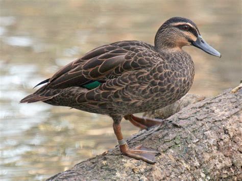 Pacific Black Duck (Anas superciliosa) :: BirdWeather