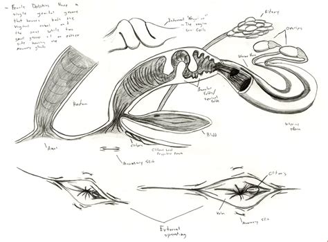 Dolphin Anatomy: Female Reproductive System by Adleisio on DeviantArt