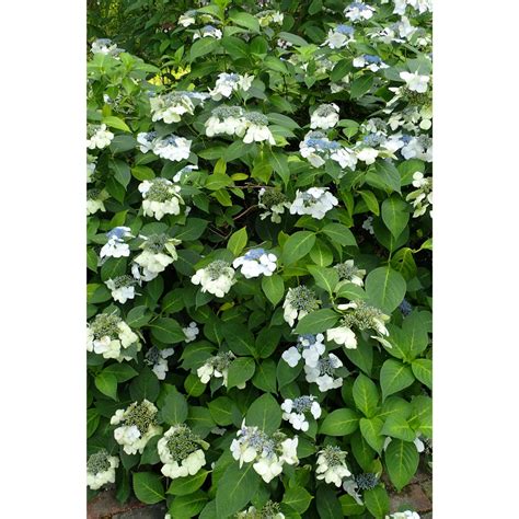 Hydrangea arborescens (Wild Hydrangea) | Buy Native Plants, Native ...