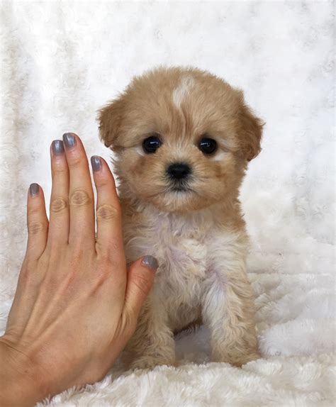 Morkie Puppy For Sale! Hope | iHeartTeacups