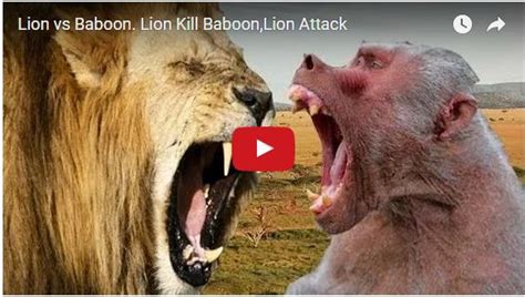 Lion vs Baboon. Lion Kill Baboon,Lion Attack - AMZING NEWS(US1)