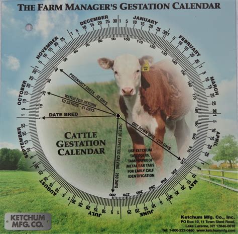 Cow Calendar Gestation - Shel Lilian