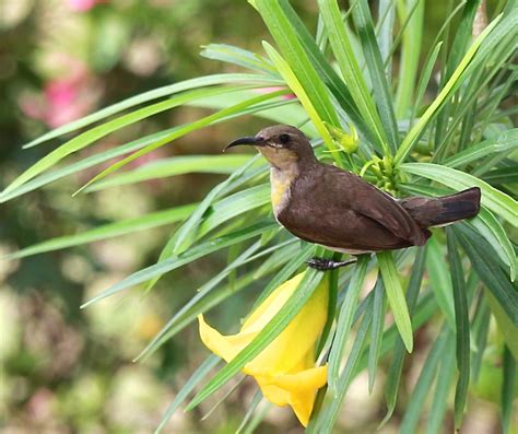 The Purple sunbird (female)