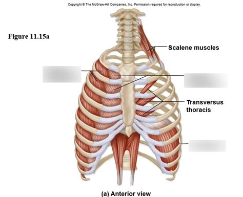 Rib Cage Muscles Diagram | Quizlet