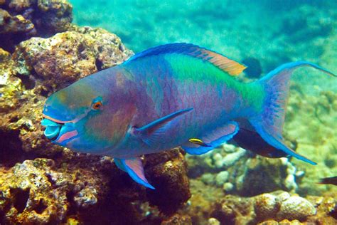 parrotfish | Parrot fish, Ocean animals, Marine fish