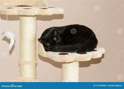 Closeup of an European Sleeping Black Cat Stock Image - Image of ...